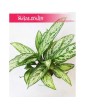 Aglaonema Silver Queen, Aglonema Silver Queen 5