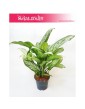 Aglaonema Silver Queen, Aglonema Silver Queen 7
