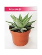 Haworsja Spider White, Haworthia Spider White, Haworcja Spider White 3