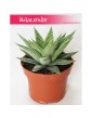Haworsja Spider White, Haworthia Spider White, Haworcja Spider White 5
