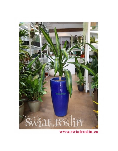 Dracena Burley, Draceana Burley, Smokowiec 2