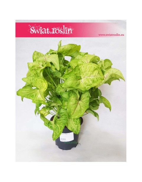 Zroślicha, Syngonium Golden, Syngonium Stopowcowe, Syngonium Podophyllum, Syngonium Gold 5