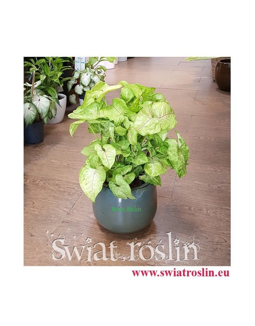 Zroślicha, Syngonium Golden, Stopowcowe,  Podophyllum, kwiaty doniczkowe, rośliny pokojowe, rośliny na zielony parapet