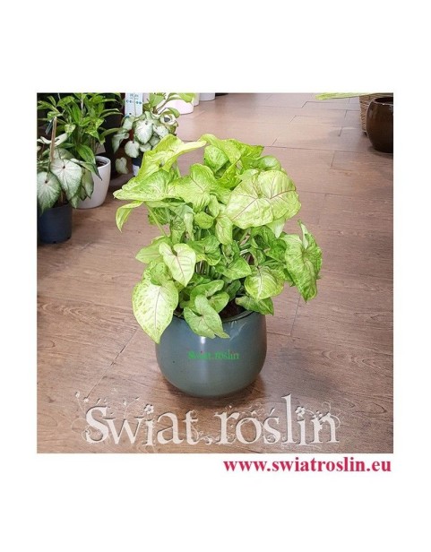 Zroślicha, Syngonium Golden, Stopowcowe,  Podophyllum, kwiaty doniczkowe, rośliny pokojowe, rośliny na zielony parapet