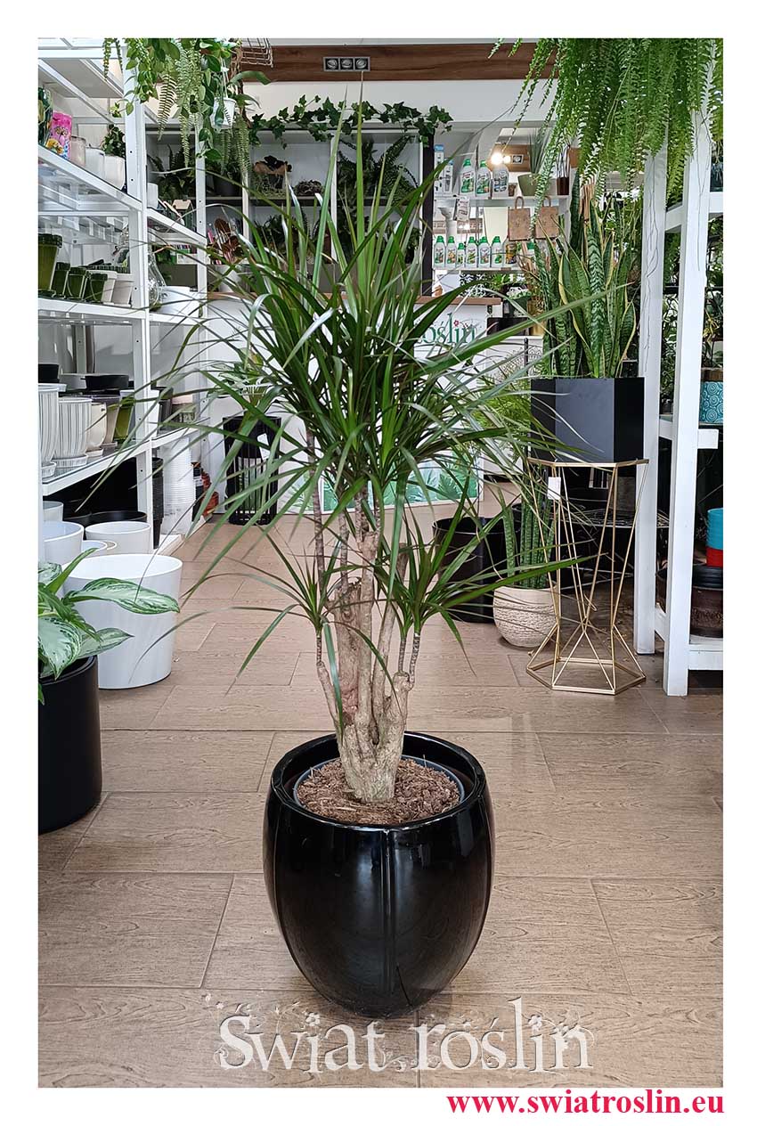 Dracena Obrzeżona, Dracaena Marginata, Smokowiec modne rośliny z insta w sklepie w internetowym online z Krakowa