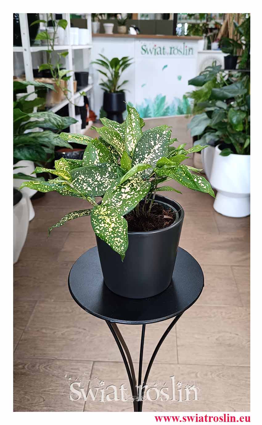 Dracena Surculosa Florida Beauty, Dracaena Surculosa Florida Beauty do biura do mieszkania oczyszcza powietrze