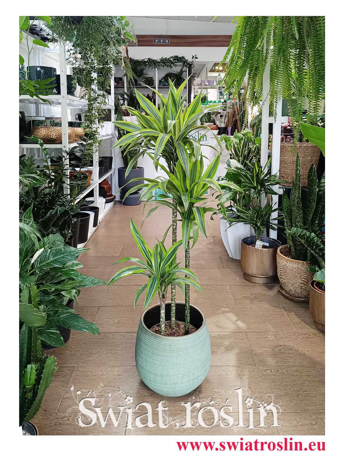 Piękna wielka Dracena Lemon Lime 3 pnie do biura do hotelu do firmy do mieszkania do restauracji do kawiarni do salonu z dostawą online