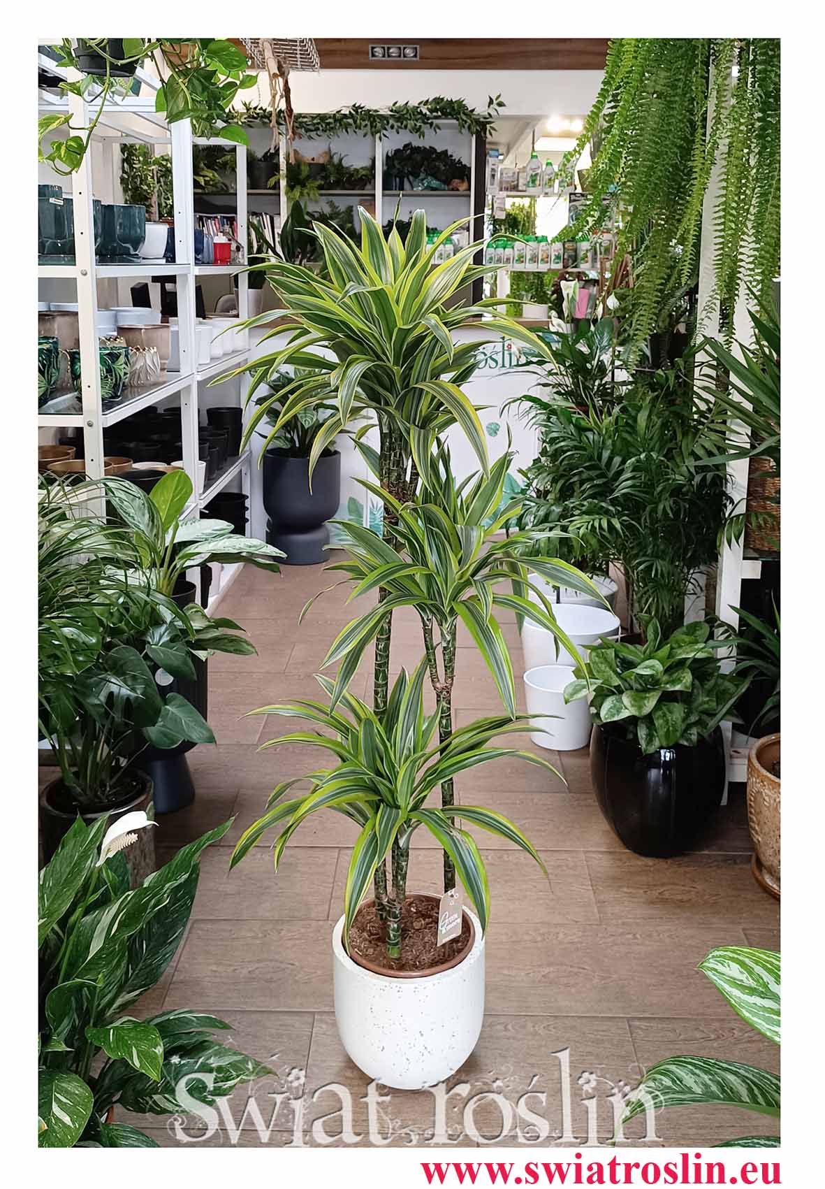 Piękna wielka Dracena Lemon Lime 3 pnie ze sklepu internetowego online z wysyłką do domu do biura do firmy do salonu lub sypialni do restauracji i kawiarni
