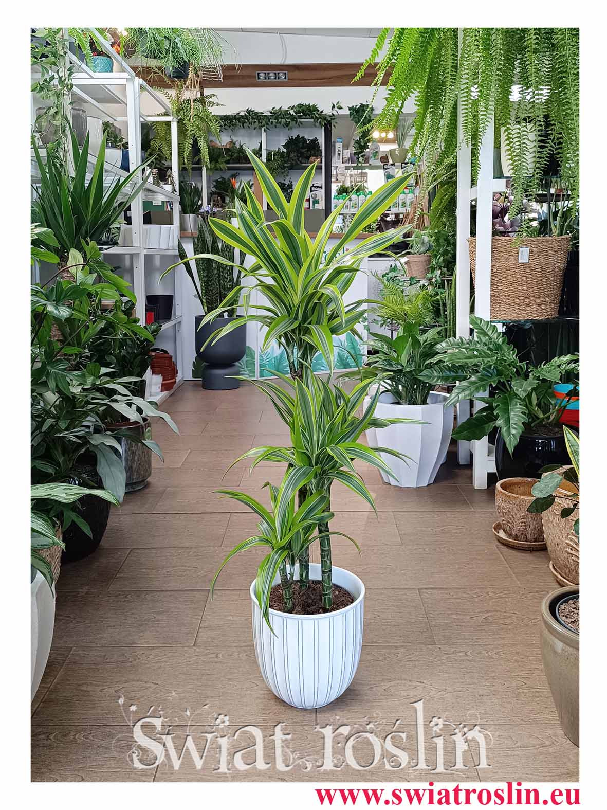 Piękna wielka Dracena Lemon Lime 3 pnie ze sklepu internetowego online z wysyłką do domu do biura do firmy do salonu lub sypialni