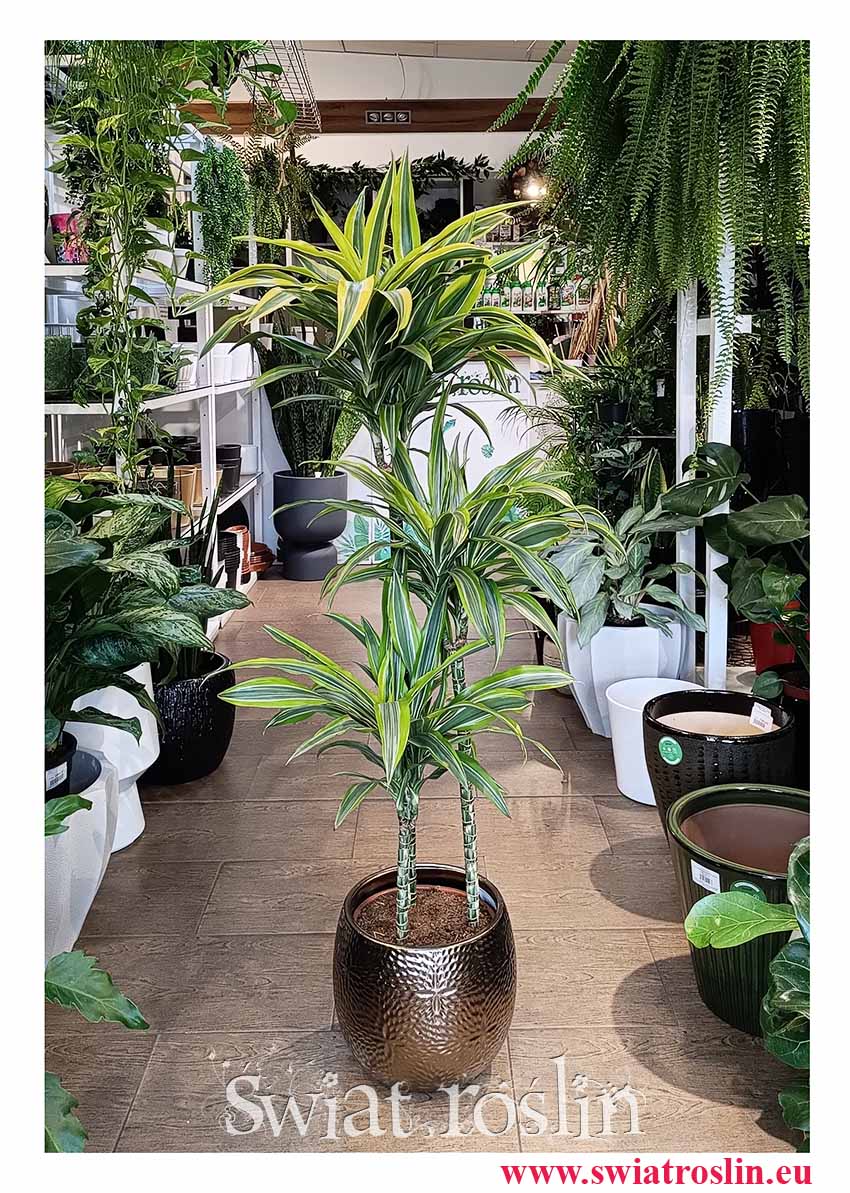 Piękna wielka Dracena Lemon Lime 3 pnie ze sklepu internetowego online z wysyłką do domu do biura do firmy do salonu lub sypialni