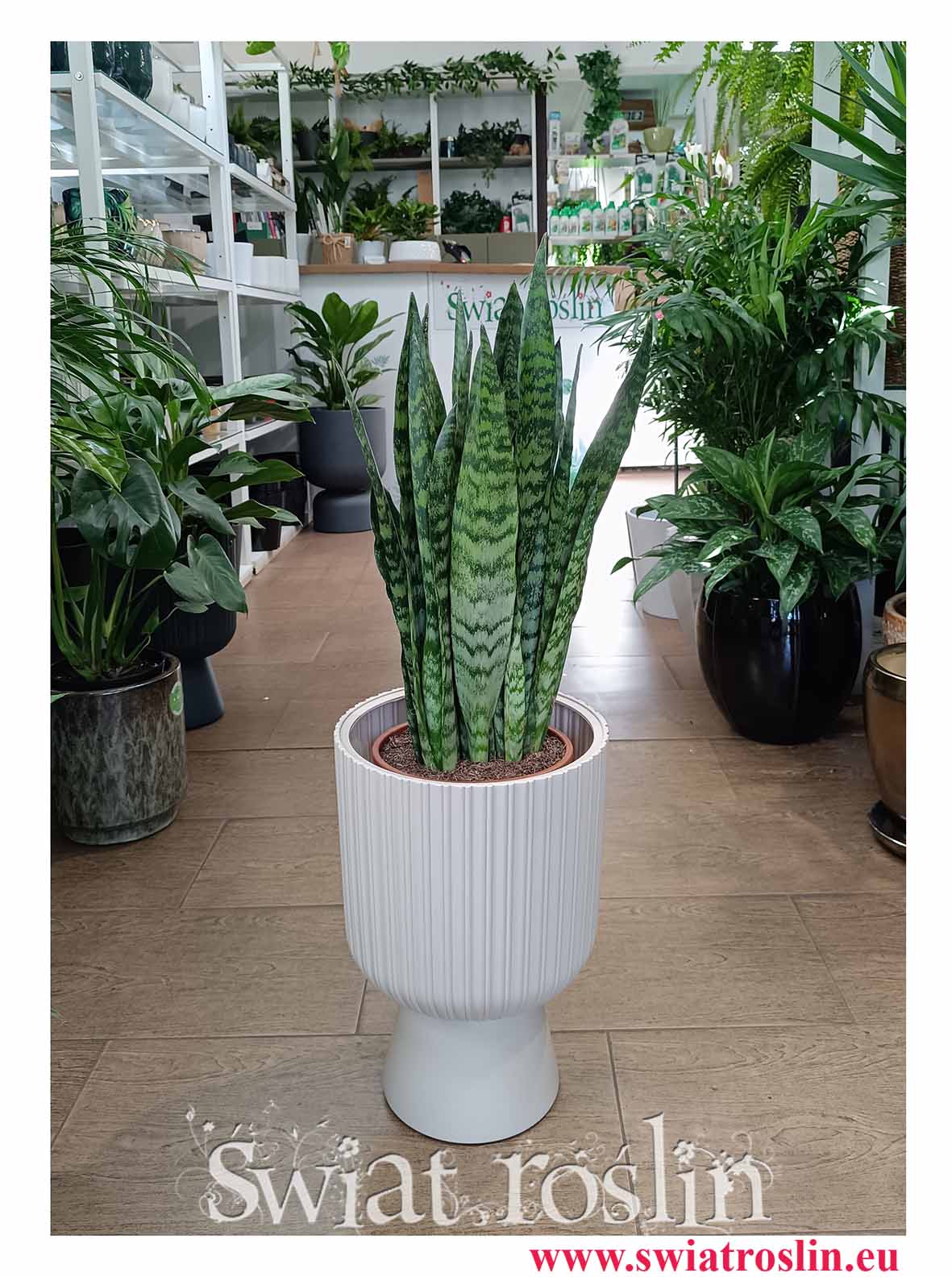 Sansevieria Zeylanica do kupienia w sklepie internetowym online z dostawą do domu lub biura, Sansewieria Zeylanica