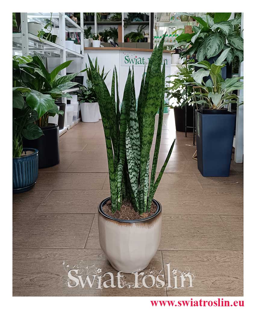 Sansevieria Zeylanica do kupienia w sklepie internetowym online z dostawą do domu, Sansewieria Zeylanica