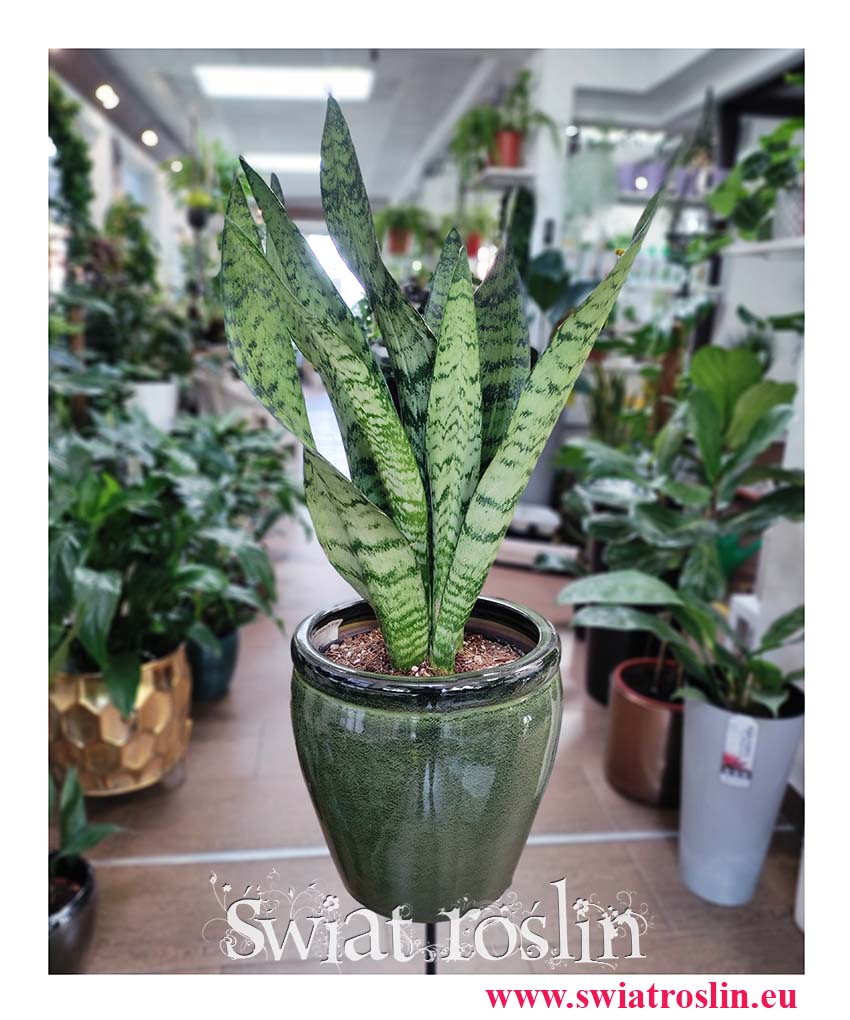 Sansevieria Zeylanica, Sansewieria Zeylanica, popularne rośliny sklep online internetowy