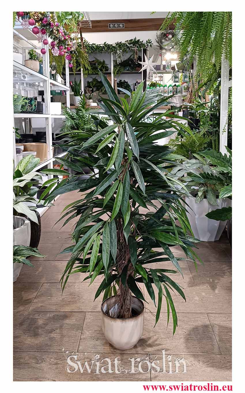 Sztuczny Fikus Wierzbolistny do biura do firmy do kawiarni do domu do urzędu najlepsza jakość najlepsza cena, sztuczny Ficus Longifolia