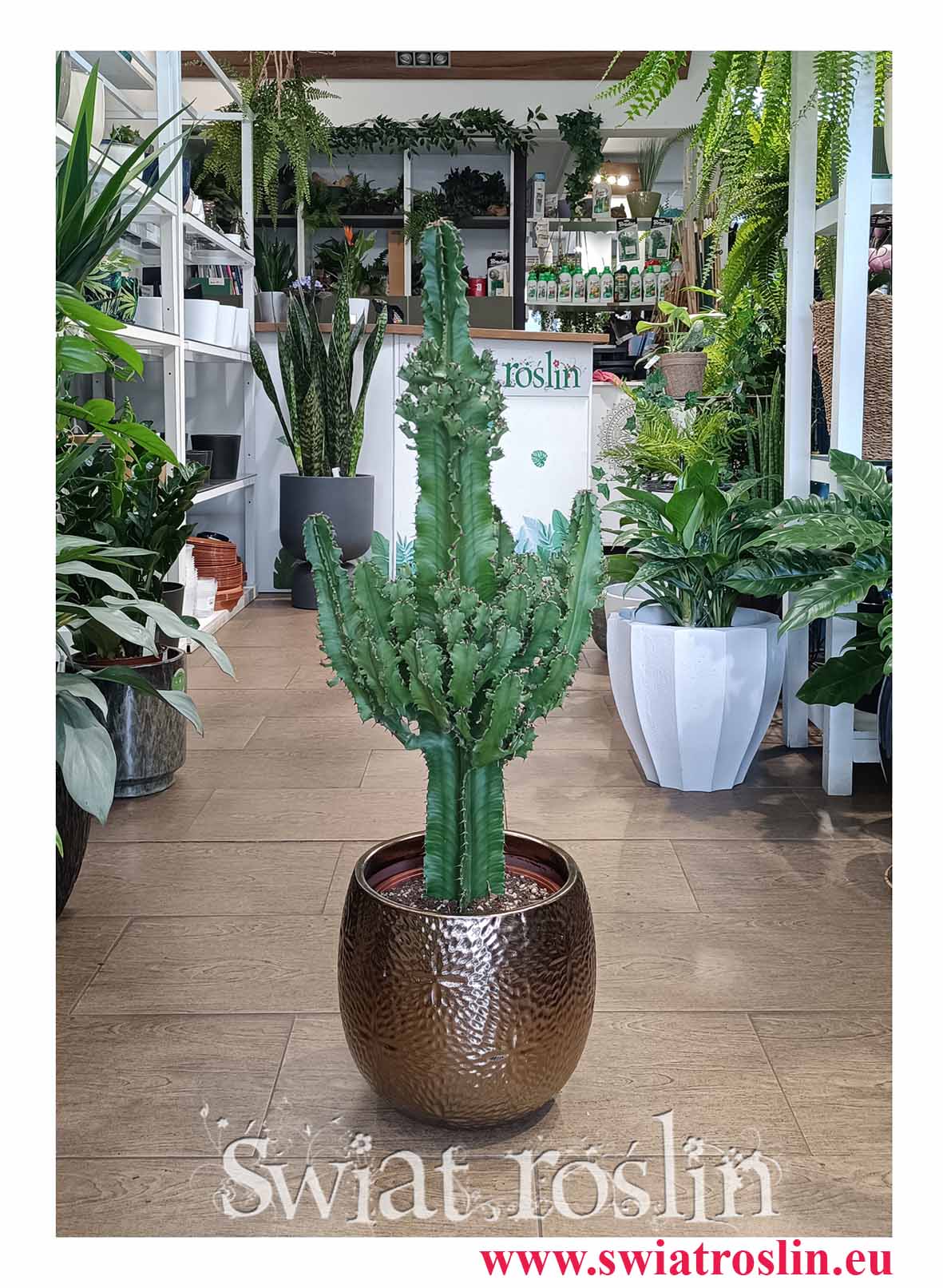 Wilczomlecz, Euphorbia Erytrea do kawiarani restauracji biura, skulent kaktus do biura lub kawiarni czy restauracji lub mieszkania najlapsza jakość i najlepsza cena