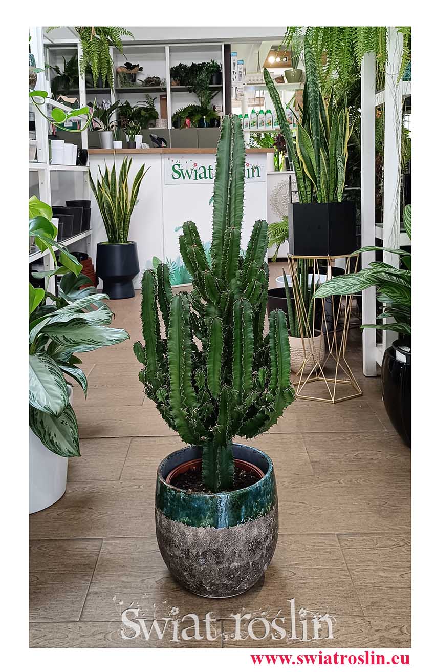 Wilczomlecz, Euphorbia Erytrea, rośliny do nasłonecznionych miejsc, skulent kaktus do biura lub mieszkania