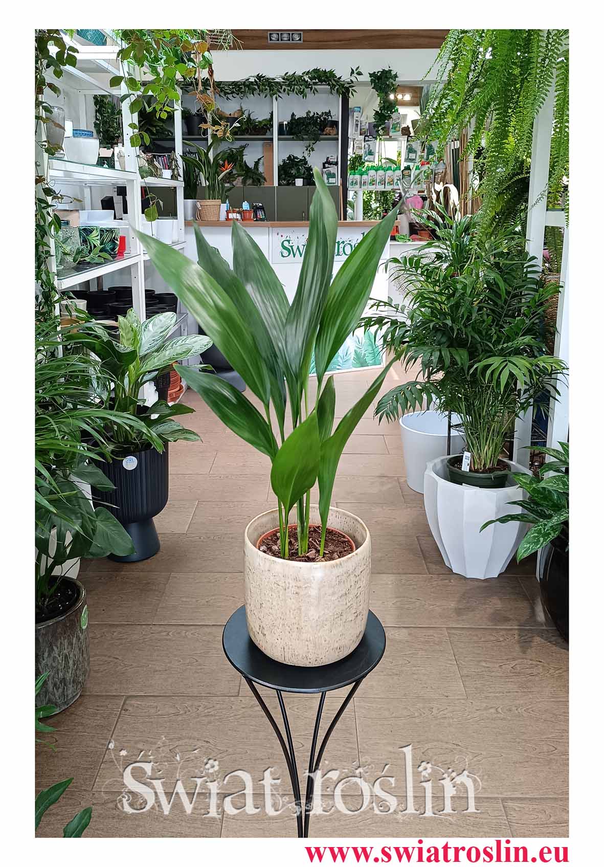 Aspidistra Wyniosła odporna roślina doniczkowa z wysyłką do domu lub do biura restauracji lub kawiarni i salonu, Aspidistra Elatior roślina Żelazny liść