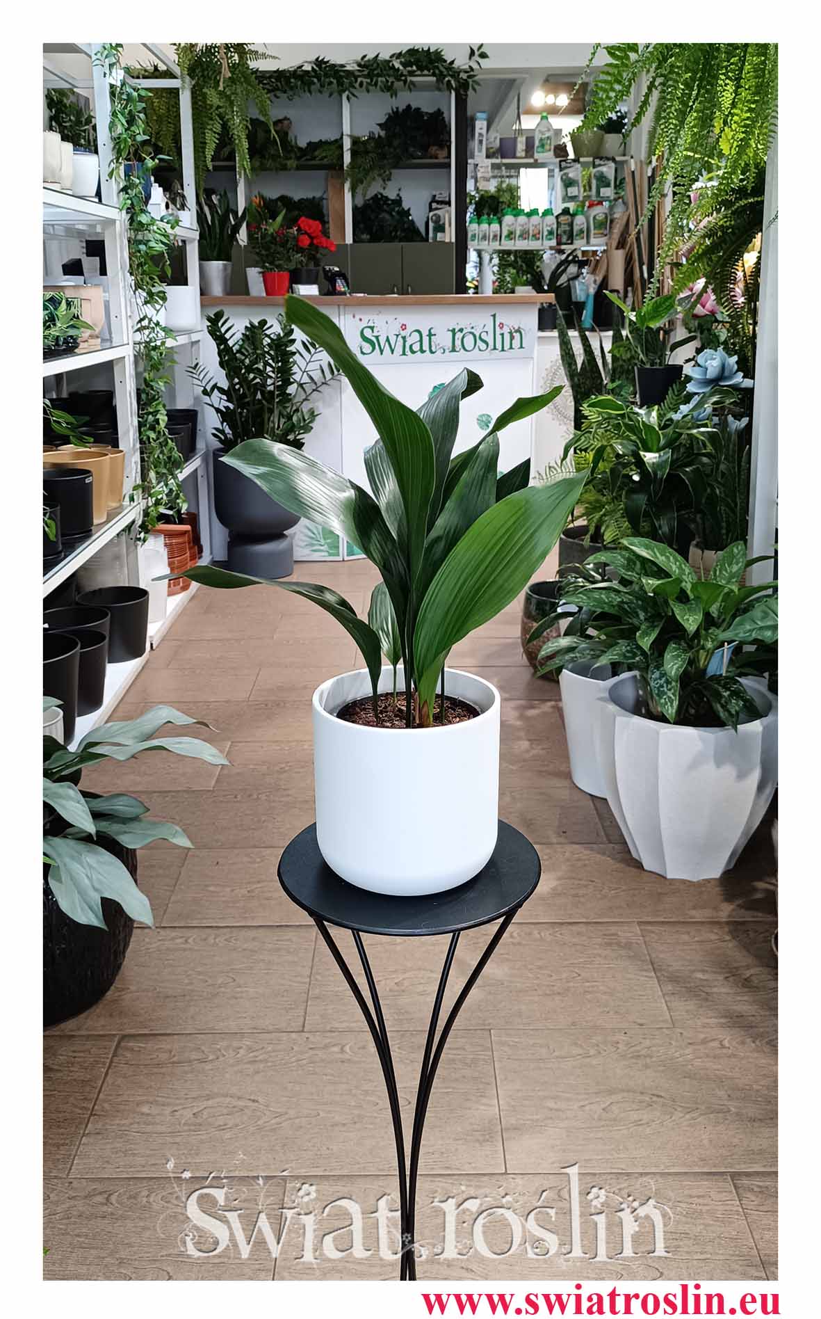 Aspidistra Wyniosła odporna roślina doniczkowa z wysyłką do domu lub do biura restauracji lub kawiarni, Aspidistra Elatior, roślina Żelazny liść