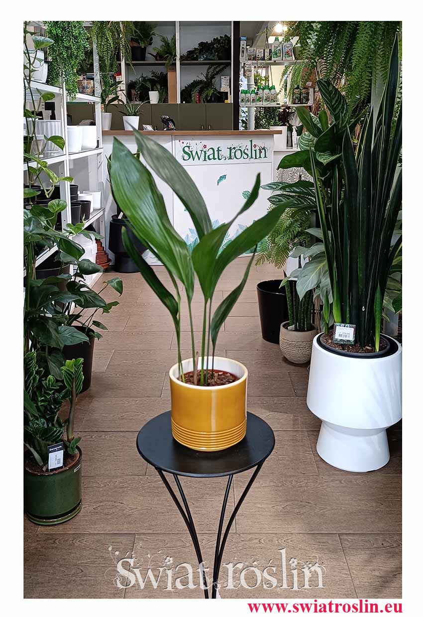 Aspidistra Wyniosła odporna roślina doniczkowa z wysyłką do domu lub do biura, Aspidistra Elatior, roślina Żelazny liść