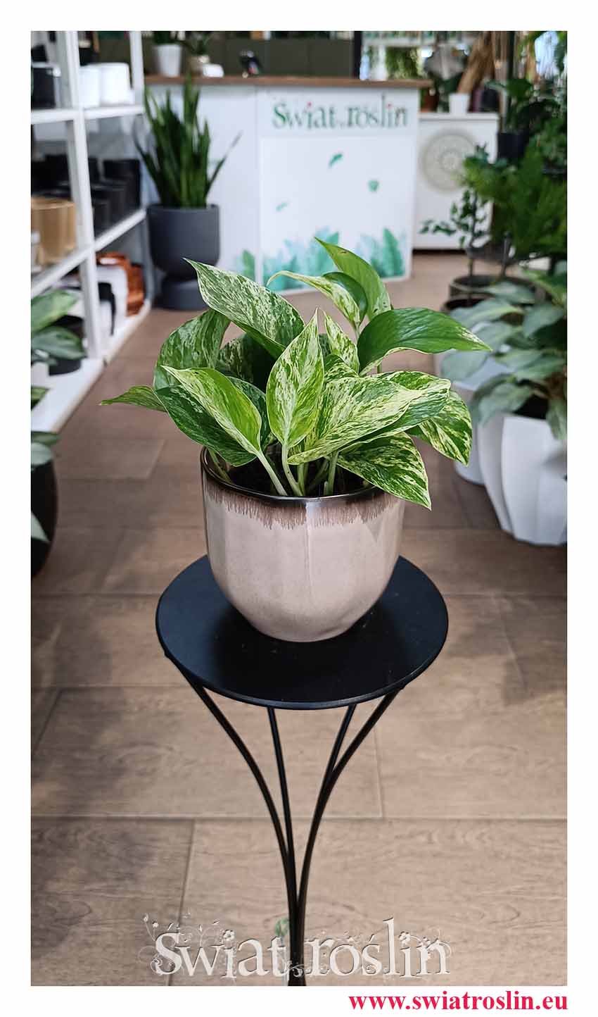 Epipremnum Marble Queen modne pnącze variegata z dostawą ze sklepu online lub stacjonarnie w Krakowie