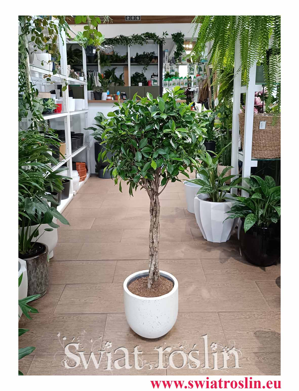 Ficus Nitida do kupienie internetowo online w najlepszej cenie i jakości, Fikus Nitida sklep online, Figowiec Nitida