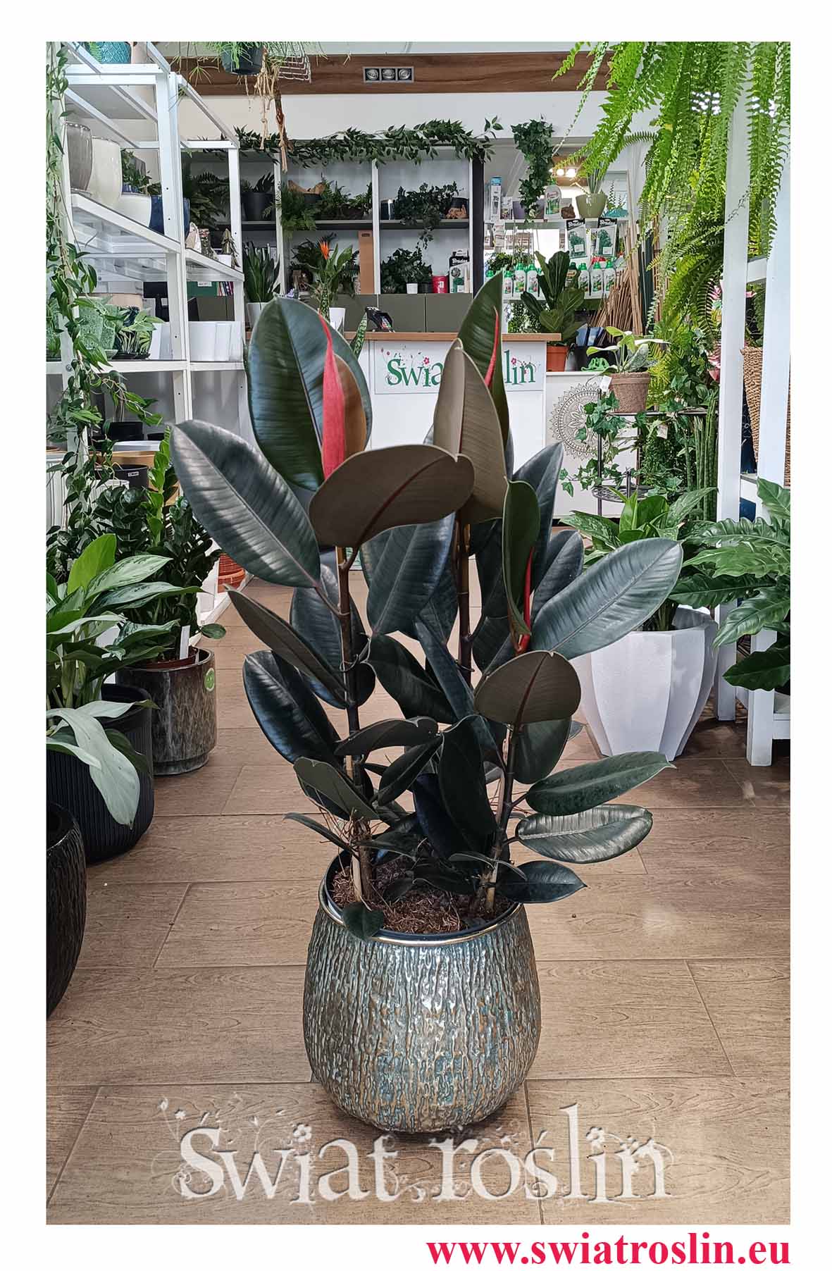 Fikus Elastica Abidjan łatwa w uprawie roslina do biura do firmy kawiarni i restauracji, Ficus elastica Abidjan, Figowiec sprężysty Abidjan