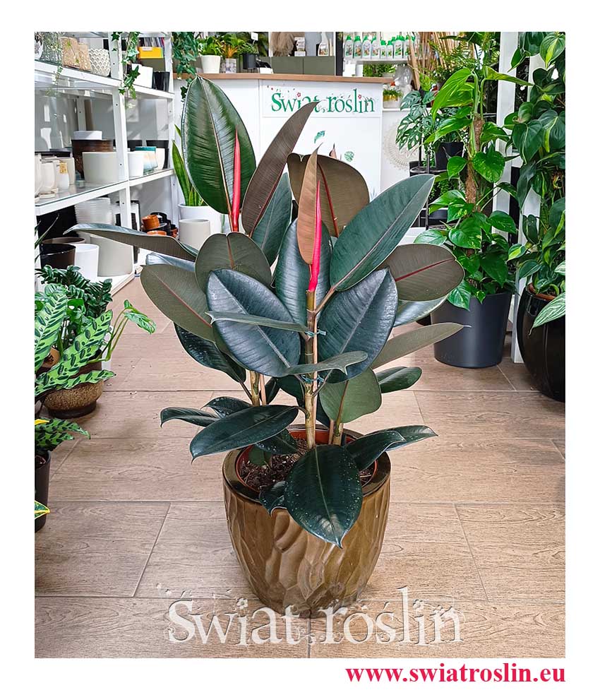 Fikus Elastica Abidjan łatwa w uprawie roslina do biura do firmy, Ficus elastica Abidjan, Figowiec sprężysty Abidjan