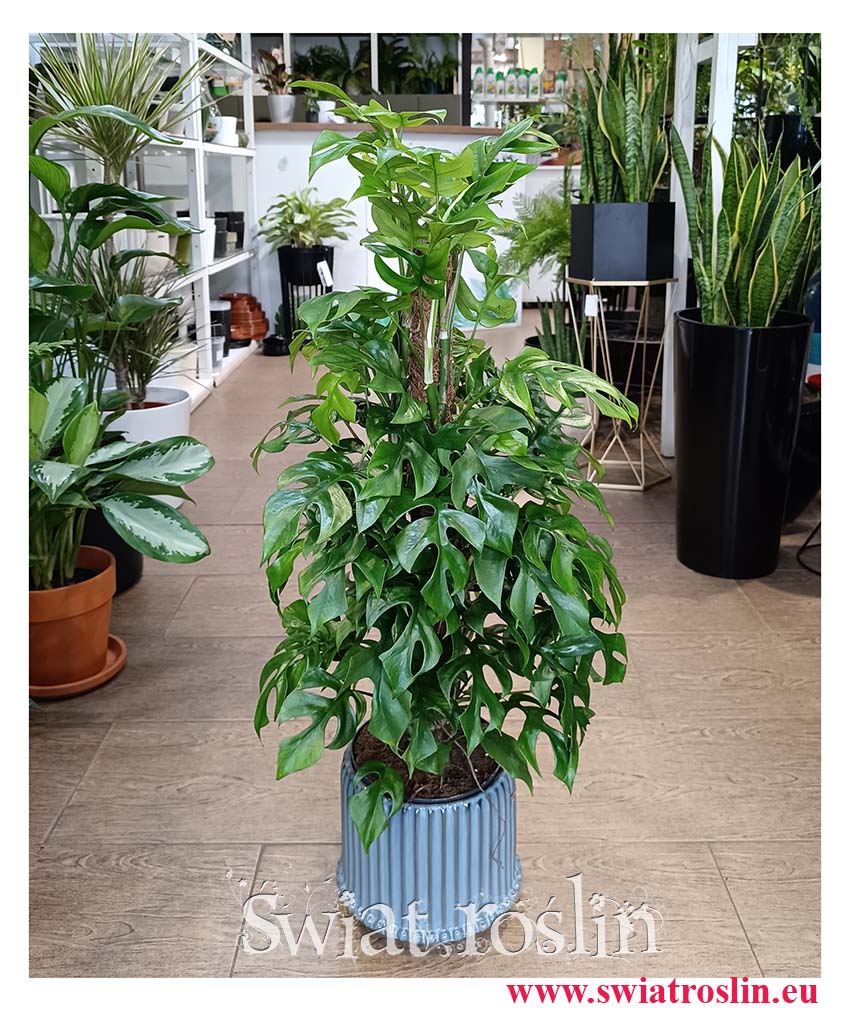 Monstera Minima na paliku, Rhaphidophora Tetrasperma na paliku, Philodendron Picolo na paliku kup z dostawą i wysyłką do domu lub biura