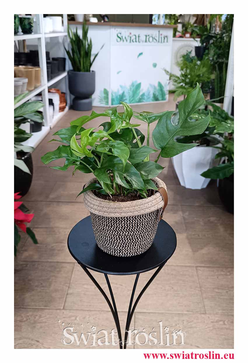 Monstera Minima, Rhaphidophora Tetrasperma, Philodendron Minima do biura do firmy do mieszkania kup w sklepie Świat Roślin z dostawą online