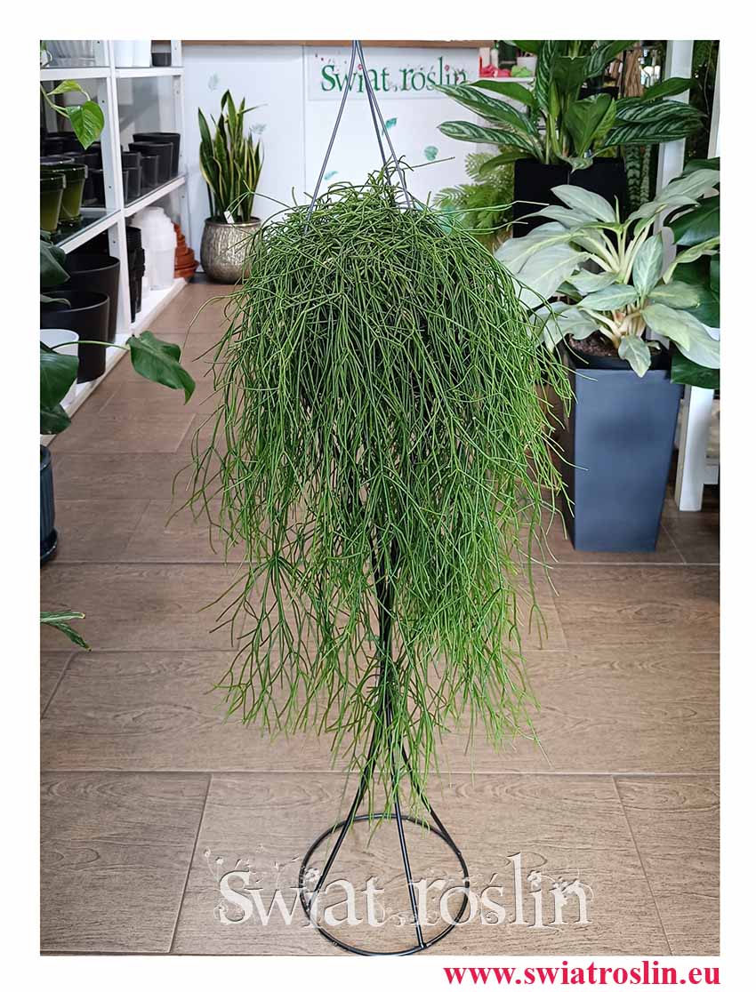 Rhipsalis Baccifera Oasis, Rypsalis Baccifera Oasis do kupienia w sklepie internetowym online z dostawą do domu lub biura