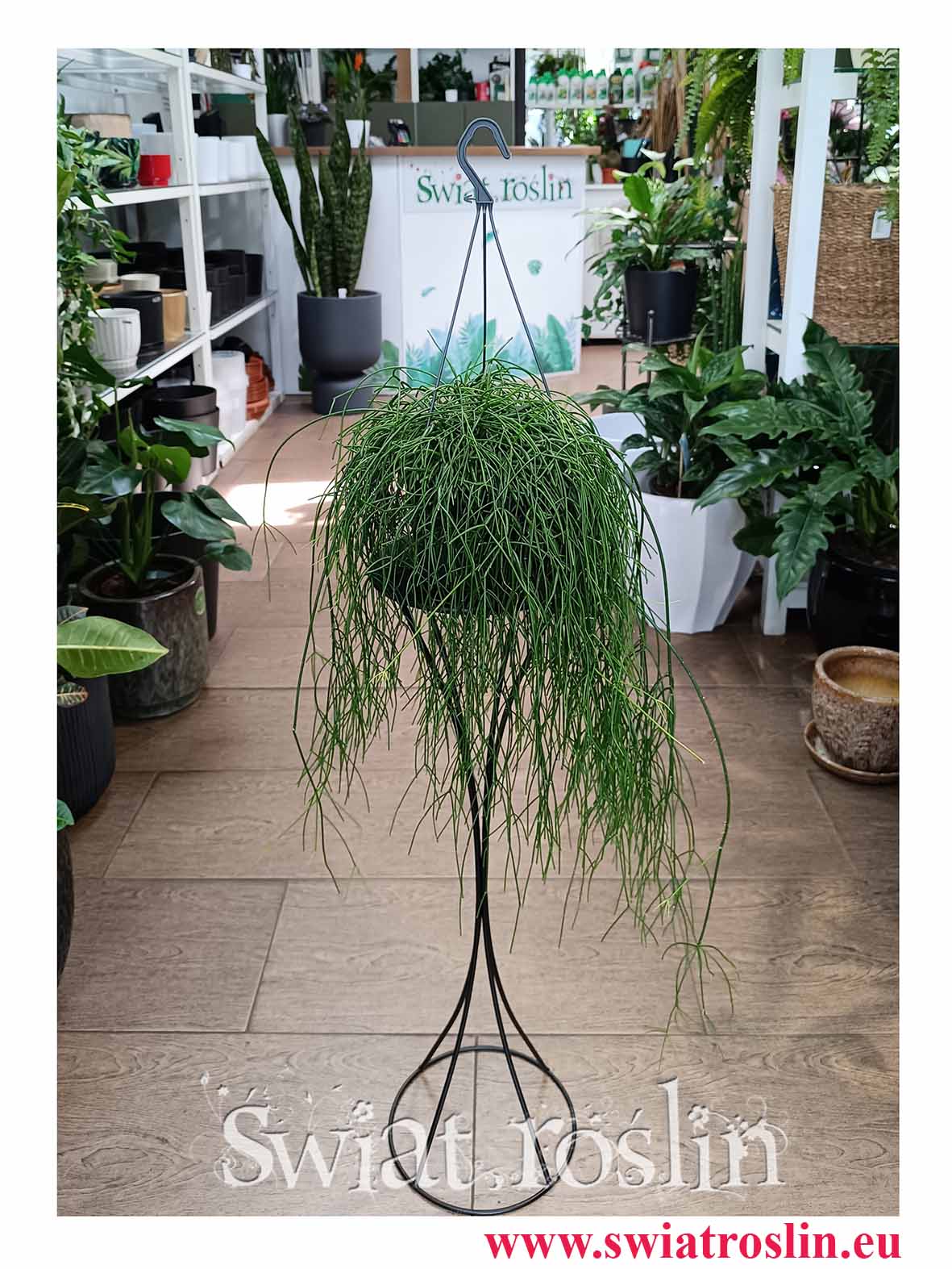 Rhipsalis Baccifera Oasis, Rypsalis Baccifera Oasis do kupienia w sklepie internetowym online z dostawą w najlepszej cenie