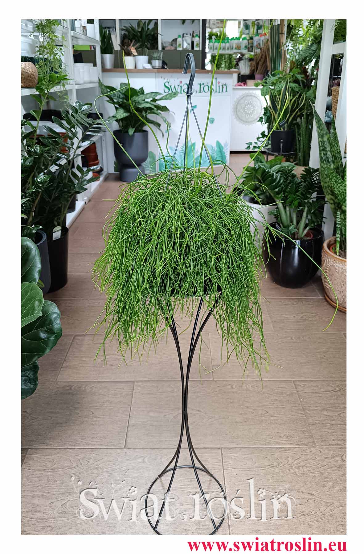 Rhipsalis Baccifera Oasis, Rypsalis Baccifera Oasis do kupienia w sklepie internetowym online z dostawą w najlepszej jakości i cenie