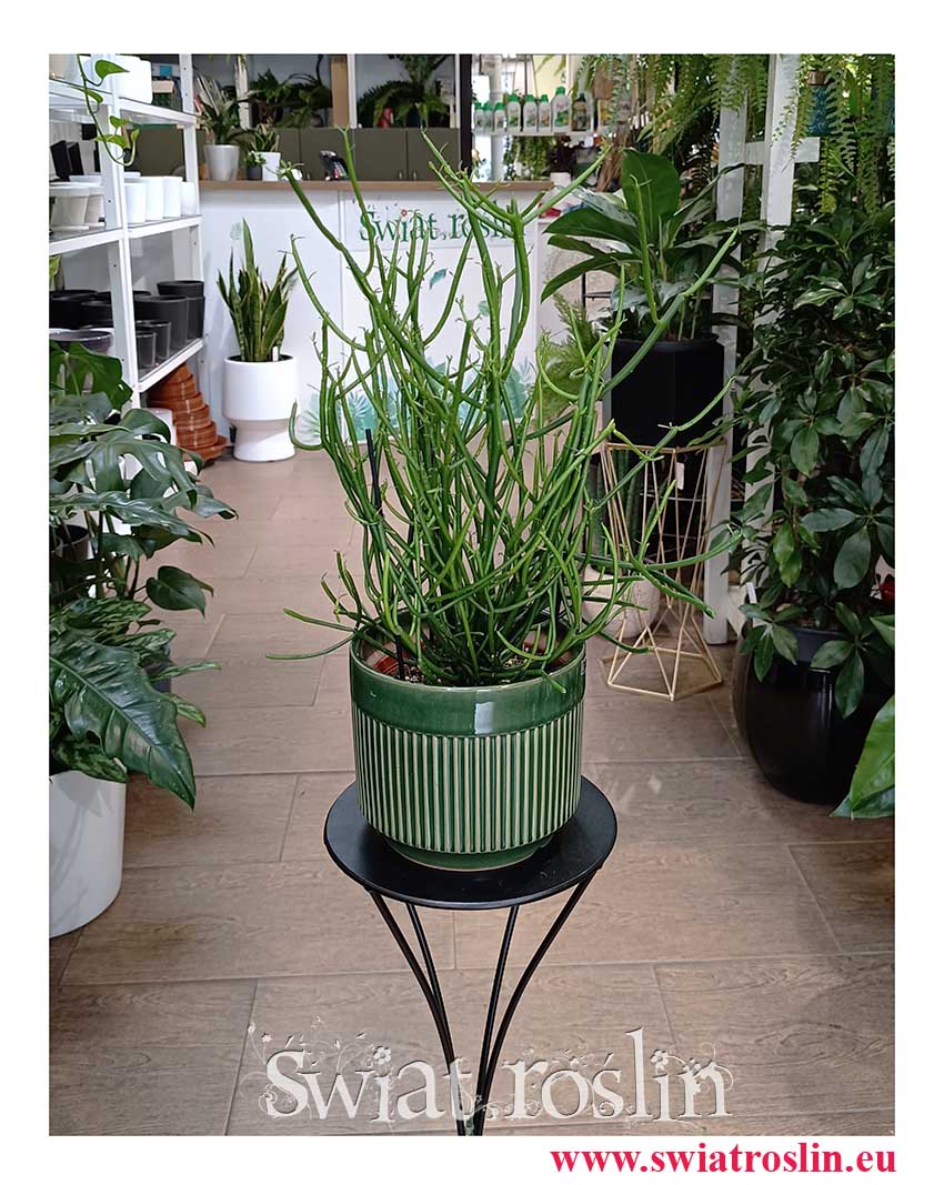 Roślina Patyczak do kupienia w Krakowie z wysyłką online ze sklepu, Euphorbia Tirucalli, Wilczomlecz Palczasty