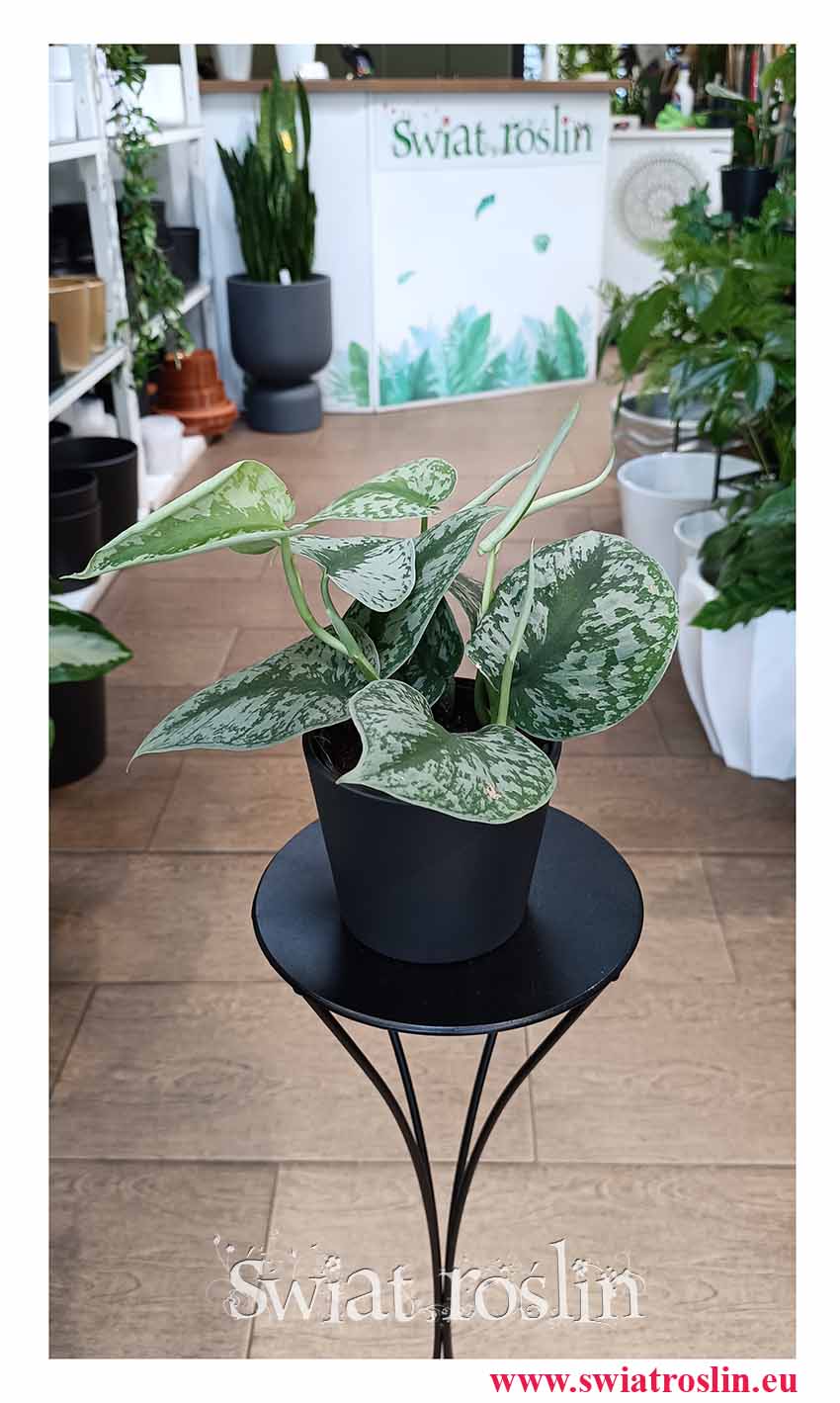 Scindapsus Pictus Trebie, Scindapsus Pstry do biura do firmy do mieszkania do kawiarni do restauracji