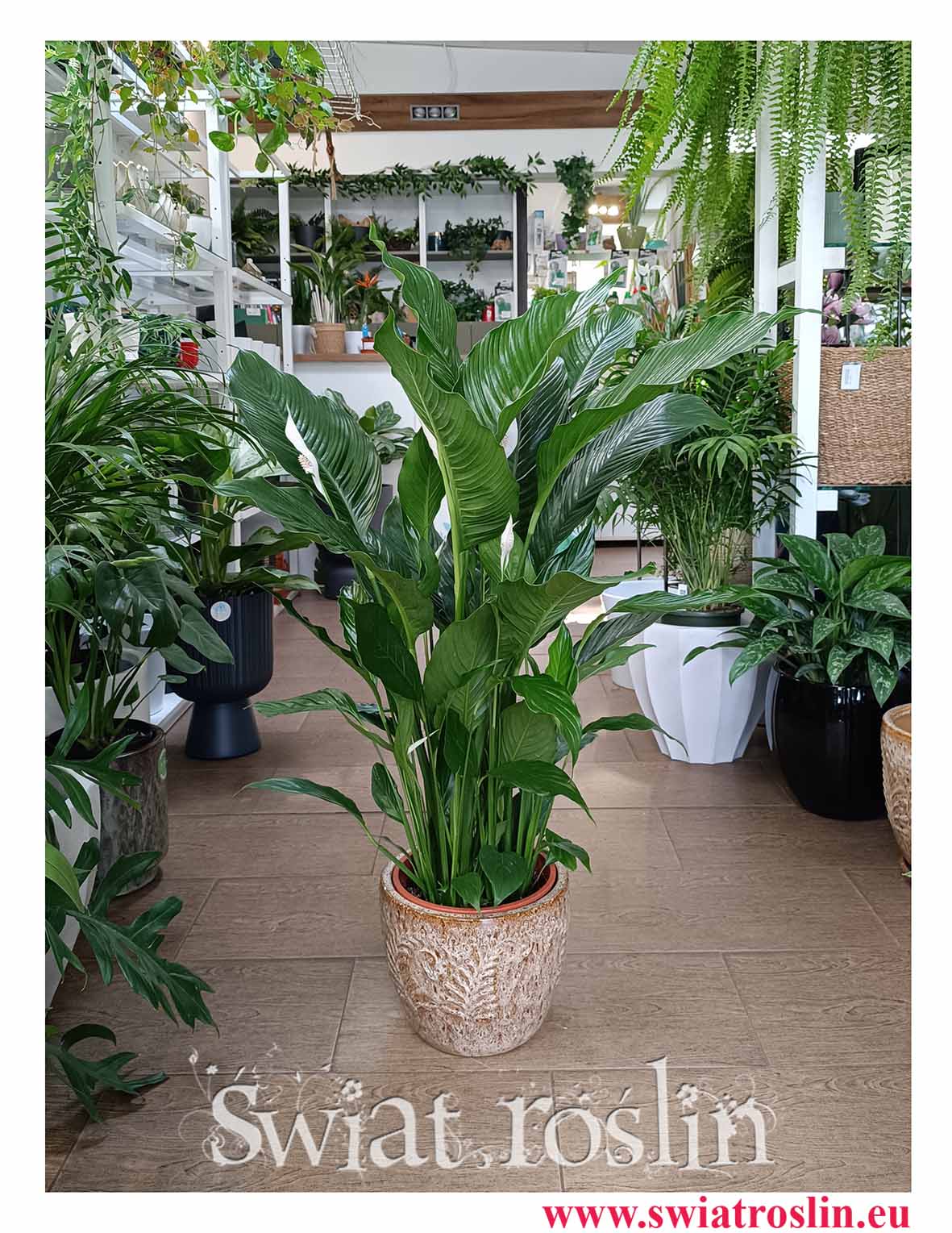 Skrzydłokwiat, Spathiphyllum Sweet Sebastiano, Skrzydłokwiat Sebastiano kup w sklepie z roslinami doniczkowymi online wysyłka dużych roślin doniczkowych