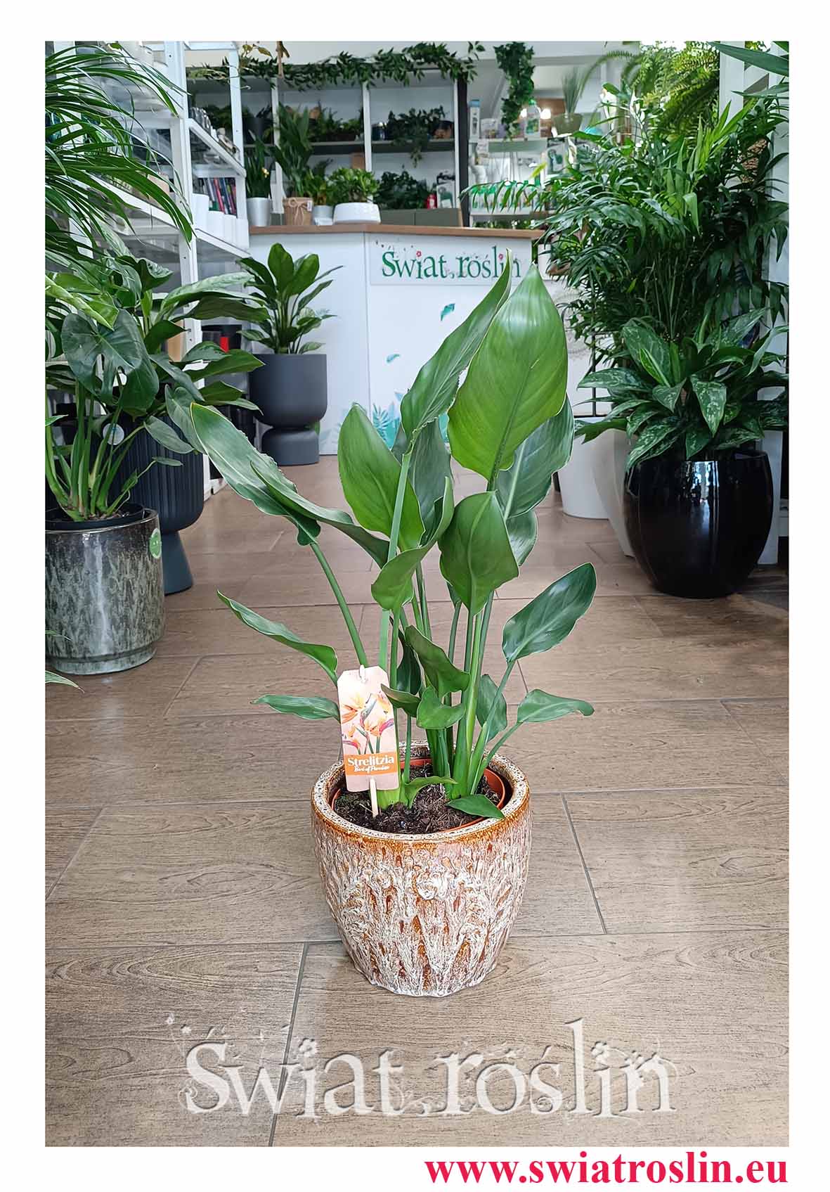 Strelicja Królewska modna roślina z instagrama do biura do firmy do restauracji do salonu do kawiarni z dostawą online, Strelitzia Reginae