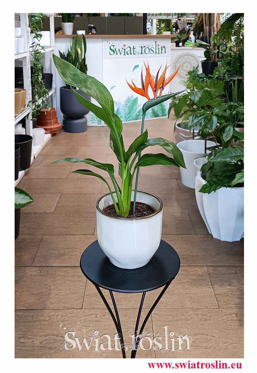 Strelicja Królewska modna roślina z instagrama do biura do firmy do restauracji do salonu do kawiarni z dostawą, Strelitzia Reginae