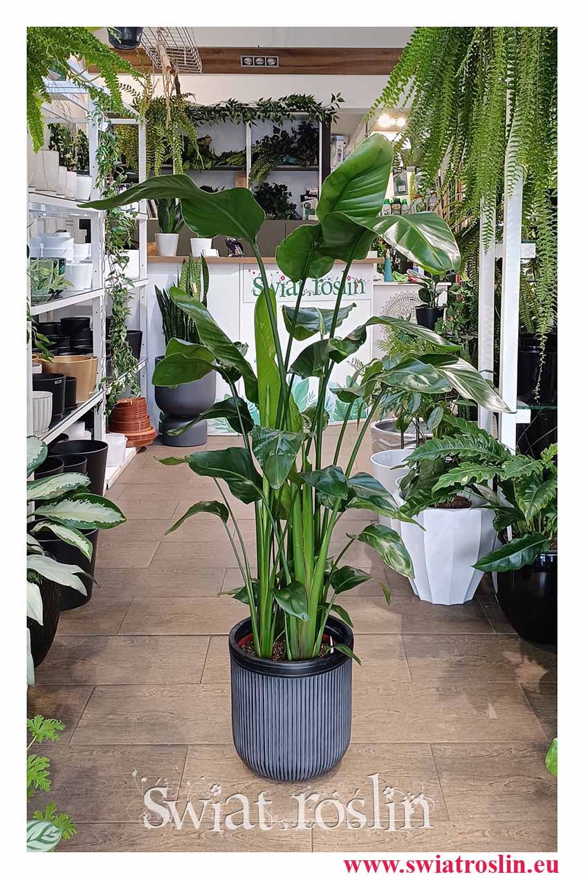 Strelicja Nicolai modna łatwa w uprawie roślina z instagrama dla Vipów do restauracji, Strelitzia Nicolai, Strelicja Biała oczyszczająca powietrze