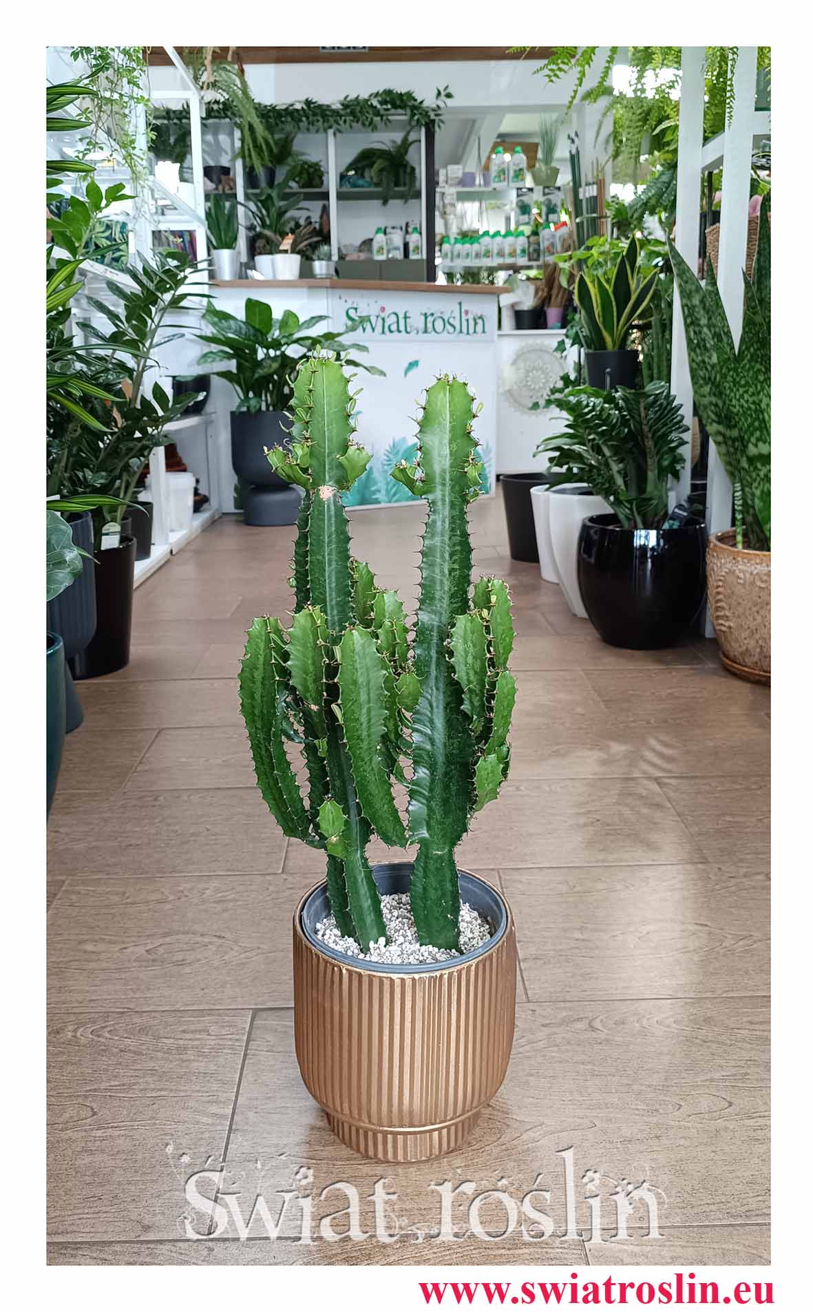 Wilczomlecz do biura do firmy do salonu do kawiarni do sklepu do restauracji mało wymagająca roślina z dostawą, Euphorbia Acrurensis