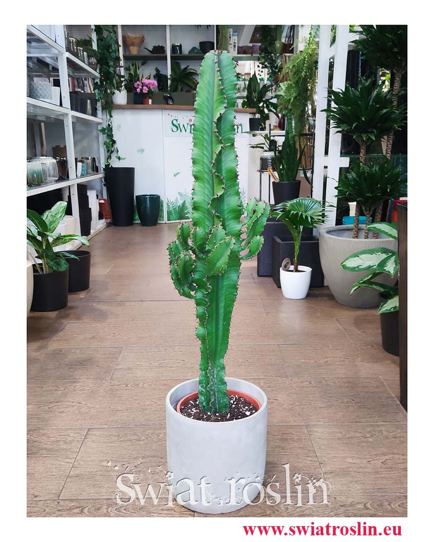 Wilczomlecz, Euphorbia Acrurensis sukulenty kaktusy sklep internetowy online z roślinami doniczkowymi
