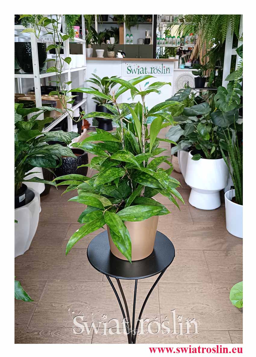 oczyszczająca powietrze Dracena Surculosa do biura do firmy do mieszkania, Dracaena Surculosa, Dracena rozgałęziona