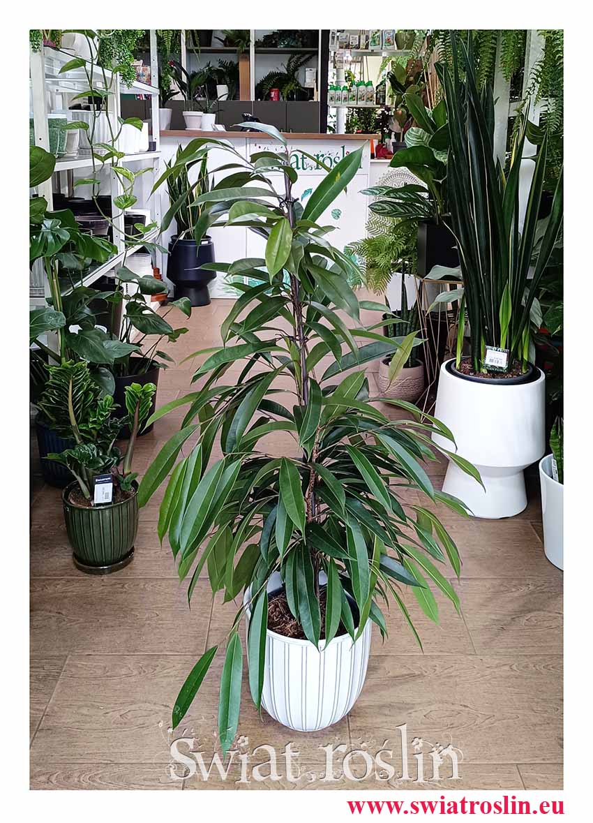 łatwy w uprawie Ficus Amstel King, oczyszczający powietrze Fikus Amstel King, Figowiec Amstel King duża roślina do biura do firmy do salonu lub hotelu