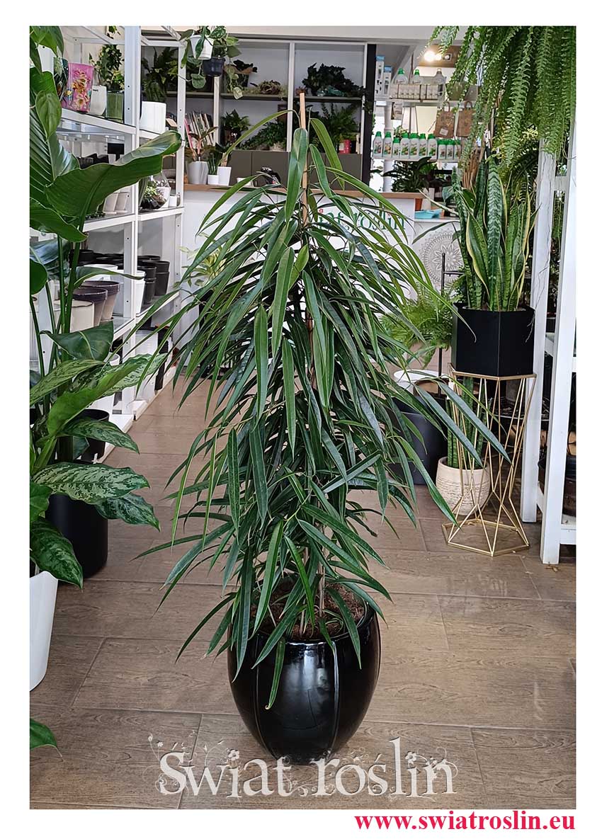 Ficus Alii, Fikus Alii duża roślina doniczkowa do firmy do biura do mieszkania do salonu do domu do firmy