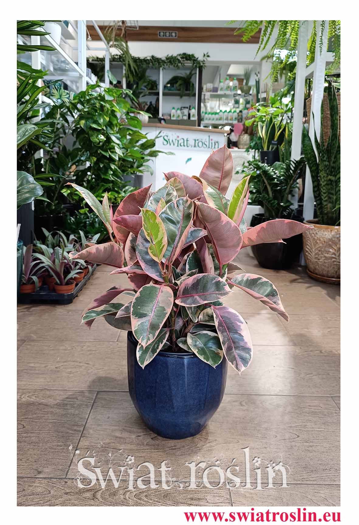 Ficus Elastica Belize, Fikus Elastica Belize idealny do biura do firmy do kawiarni restauracji czy salonu w najlepszej cenie z dostawą pod drzwi