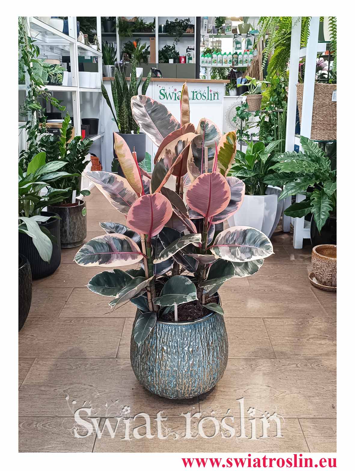 Ficus Elastica Belize, Fikus Elastica Belize idealny do biura do firmy do kawiarni restauracji czy salonu w najlepszej cenie z dostawą