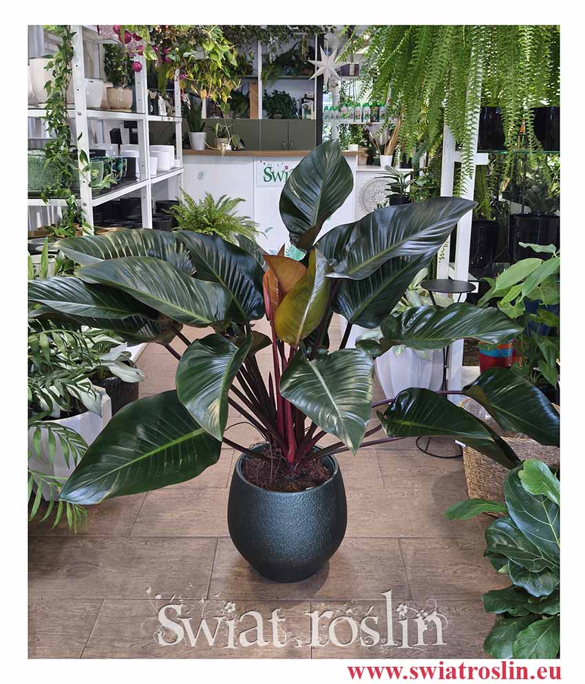 Filodendron Red Beauty, Philodendron Red Beauty, filodendron Duże rośliny doniczkowe do biura do firmy do salonu sklep online internetowy z dostawą