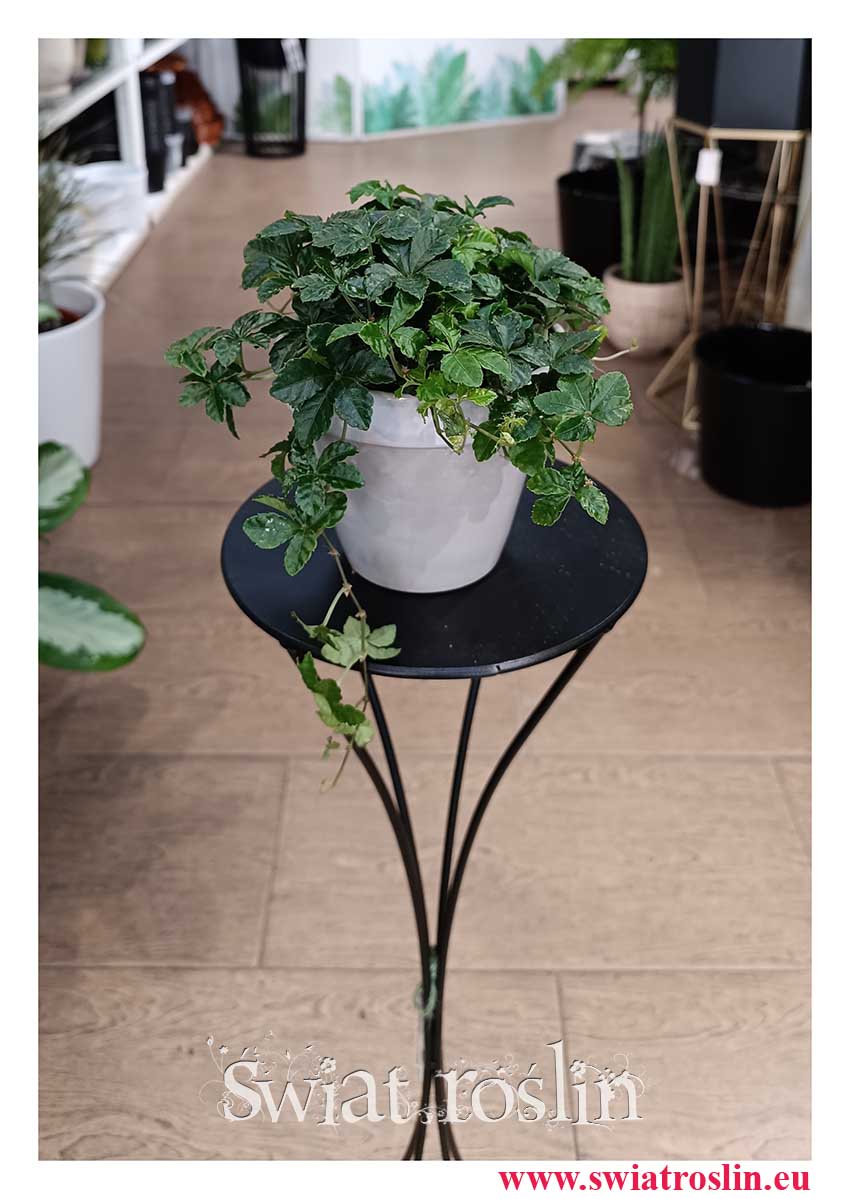 Kup Cissusa Striata, Cissus Pasiasty, Parthenocissus Striata niewymagająca roślina doniczkowa w formie pnącza