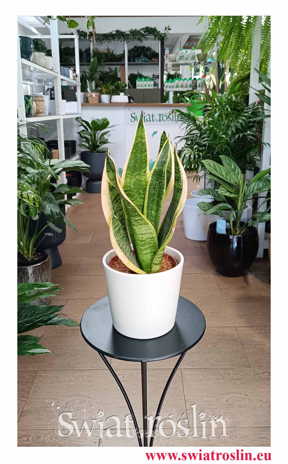 Sansevieria Futura Superba w najlepszej cenie i jakości do kupienia z dostawą, Sansewiera Gwinejska Futura Superba