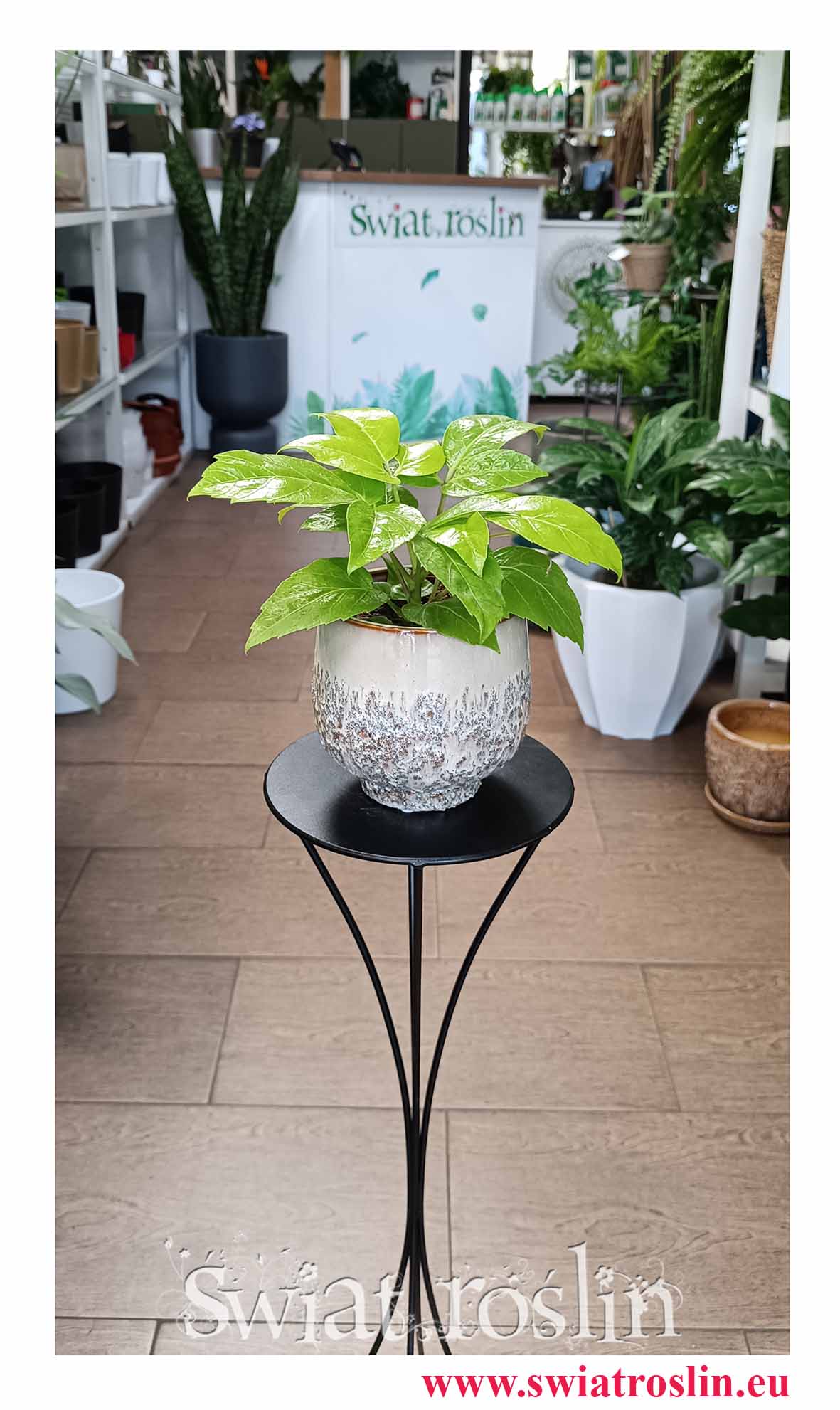 Schefflera Golden Amate, Szeflera Golden Amate tropikalana roslina do biura do firmy na parapet do kawiarni do restauracji