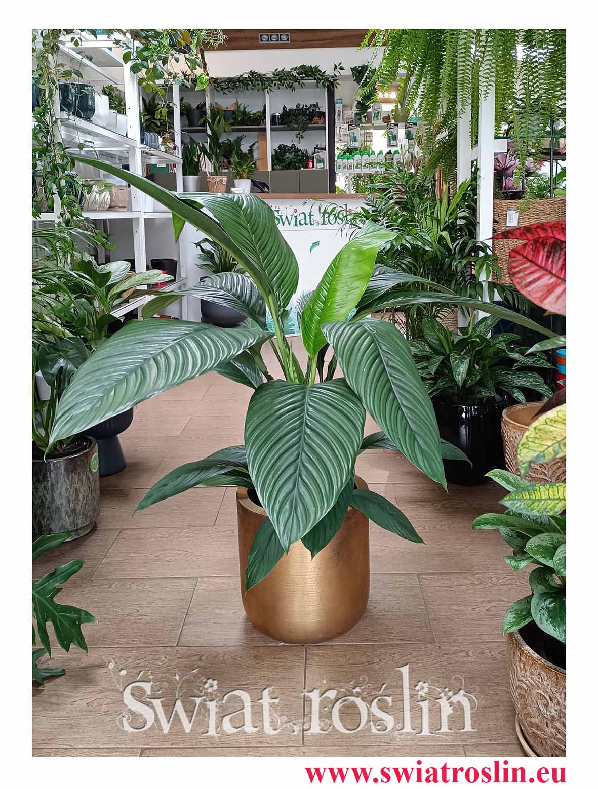 Skrzydłokwiat Sensation, Spathiphyllum Sensation, Duże rośliny Kraków, wysyłka roślin sklep online w Krakowie z dostawą
